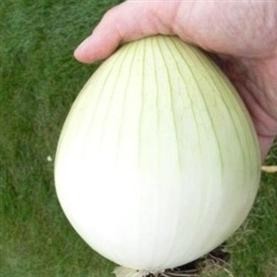 Onion Kelsae